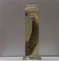 藏品(鯰魚)的圖片